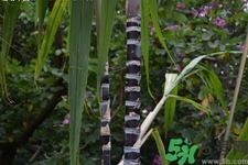 甘蔗一天吃多少最好？甘蔗能每天都吃嗎？