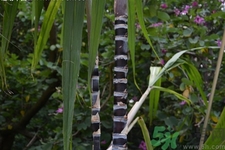 吃甘蔗嘴巴長(zhǎng)泡怎么回事？吃甘蔗為什么會(huì)嘴巴起泡？