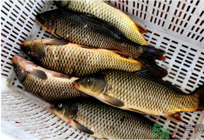 野生鯉魚怎么釣？野生鯉魚用什么釣最好？