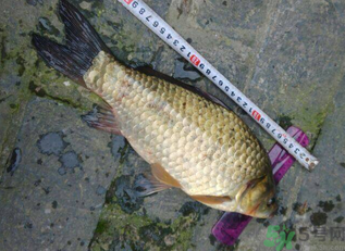 野生鯽魚(yú)多少錢一斤？野生鯽魚(yú)怎么區(qū)分？