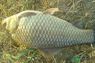 野生鯽魚(yú)多少錢一斤？野生鯽魚(yú)怎么區(qū)分？