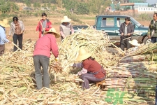 老人一天吃多少甘蔗最好？老人一天吃多少甘蔗合適？