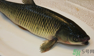 秋天怎么釣草魚？秋天草魚好釣嗎？