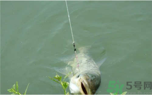 秋天可以釣鰱鳙嗎？秋天釣鰱鳙技巧