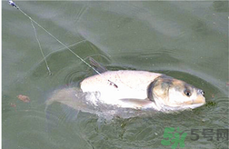 秋天可以釣鰱鳙嗎？秋天釣鰱鳙技巧