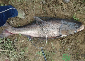 秋天釣鰱鳙用什么餌料？秋季釣鰱鳙的餌料