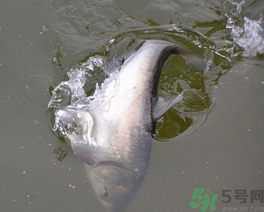 秋天釣鰱鳙用什么餌料？秋季釣鰱鳙的餌料