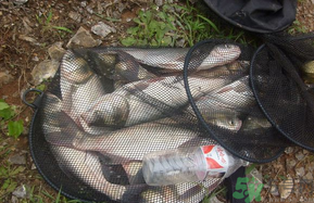 十月份怎么釣鰱鳙？十月份釣鰱鳙嗎？