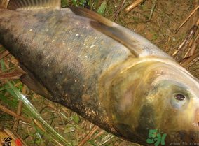 十月份怎么釣鰱鳙？十月份釣鰱鳙嗎？