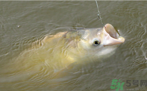 十月份怎么釣鰱鳙？十月份釣鰱鳙嗎？