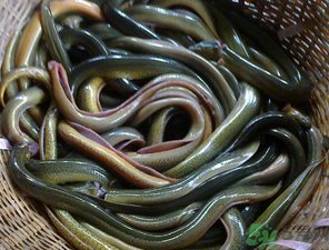 十月份可以釣黃鱔嗎？黃鱔可以釣到幾月份？