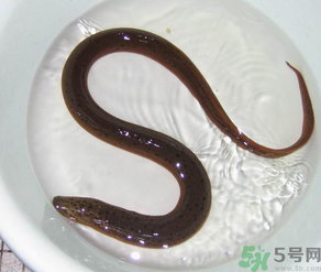 十月份可以釣黃鱔嗎？黃鱔可以釣到幾月份？