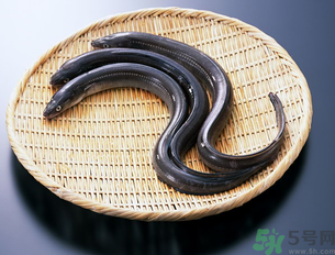 十月份可以釣黃鱔嗎？黃鱔可以釣到幾月份？