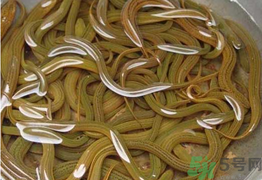 黃鱔可以放冰箱嗎？黃鱔能冷凍嗎？