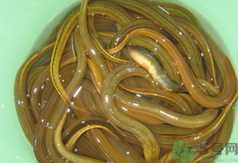 黃鱔可以放冰箱嗎？黃鱔能冷凍嗎？