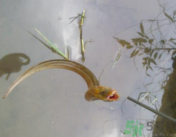 黃鱔可以放冰箱嗎？黃鱔能冷凍嗎？