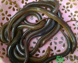 活黃鱔如何保存？活鱔魚(yú)怎么保存？