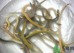 活黃鱔如何保存？活鱔魚(yú)怎么保存？