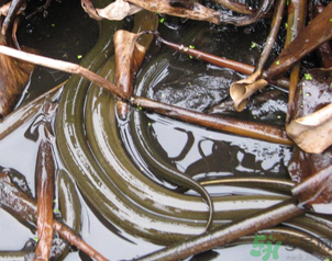 活黃鱔可以放冰箱嗎？活黃鱔能放冰箱嗎？