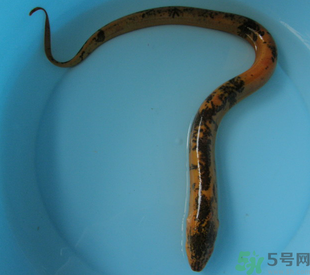 活黃鱔可以放冰箱嗎？活黃鱔能放冰箱嗎？