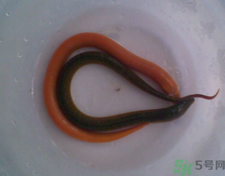 活黃鱔可以放冰箱嗎？活黃鱔能放冰箱嗎？