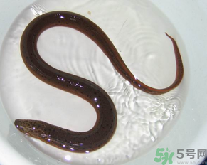 死黃鱔能吃嗎？黃鱔死了還能吃嗎？