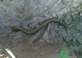 野生黃鱔多少錢一斤？野生黃鱔怎么辨別？