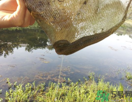 野生黃鱔多少錢一斤？野生黃鱔怎么辨別？