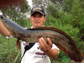 十月份黑魚好釣嗎？十月份怎么釣黑魚？