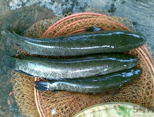 秋天可以釣黑魚嗎？秋天黑魚在什么地方？