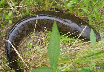 秋天可以釣黑魚嗎？秋天黑魚在什么地方？