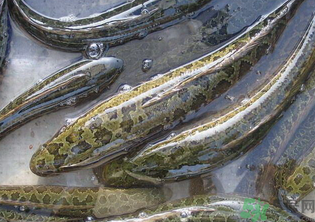 秋天可以釣黑魚嗎？秋天黑魚在什么地方？