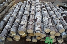 如何挑選甘蔗？?辨別甘蔗好壞的方法