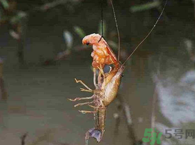 秋天可以釣龍蝦嗎？幾月份可以釣龍蝦？