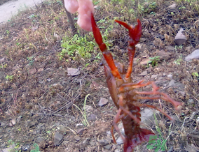 秋天可以釣龍蝦嗎？幾月份可以釣龍蝦？