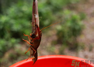秋天可以釣龍蝦嗎？幾月份可以釣龍蝦？