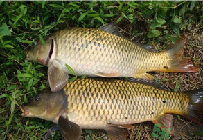 水庫(kù)釣魚(yú)用什么餌料？水庫(kù)釣魚(yú)用什么商品餌？