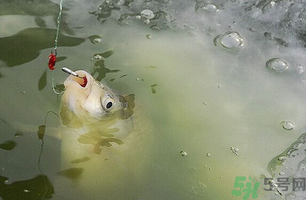 陰天怎么釣魚？陰天釣魚技巧