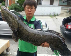 秋季釣黑魚用什么魚餌？秋天釣黑魚用什么餌？