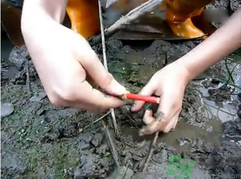 秋季可以釣黃鱔嗎？黃鱔怎么釣？