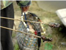 秋季可以釣黃鱔嗎？黃鱔怎么釣？