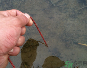 秋季可以釣黃鱔嗎？黃鱔怎么釣？