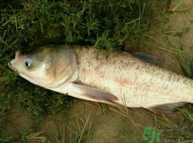 白鰱多少錢一斤？白鰱為什么便宜？