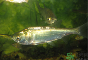 白鰱多少錢一斤？白鰱為什么便宜？