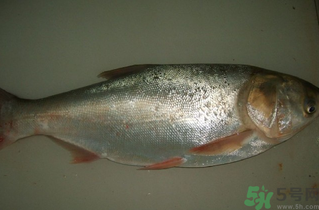 白鰱多少錢一斤？白鰱為什么便宜？