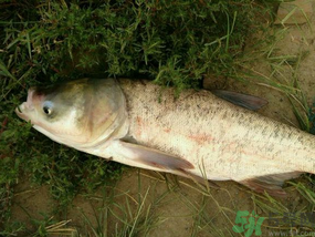 花鰱多少錢一斤？野生花鰱多少錢一斤？