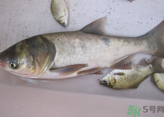 花鰱多少錢一斤？野生花鰱多少錢一斤？