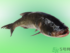 花鰱多少錢一斤？野生花鰱多少錢一斤？