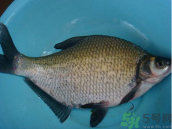 鳊魚多少錢一斤？野生鳊魚多少錢一斤？