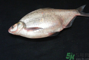 鳊魚多少錢一斤？野生鳊魚多少錢一斤？